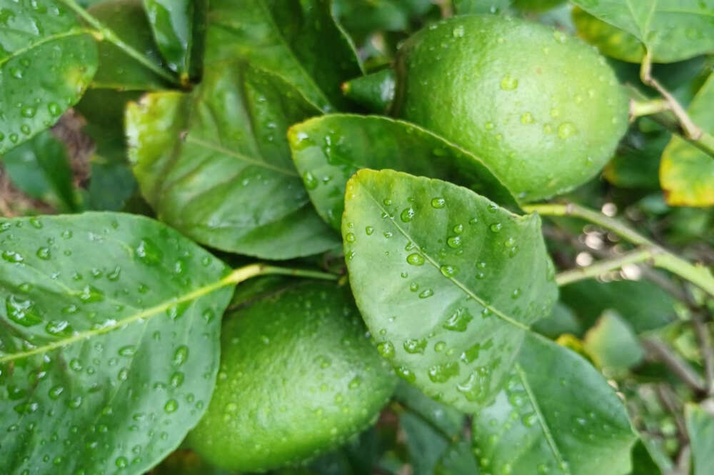 Limones de Orihuela fotografiados por Asaja Alicante