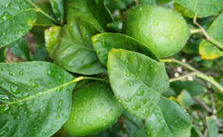 Limones de Orihuela fotografiados por Asaja Alicante