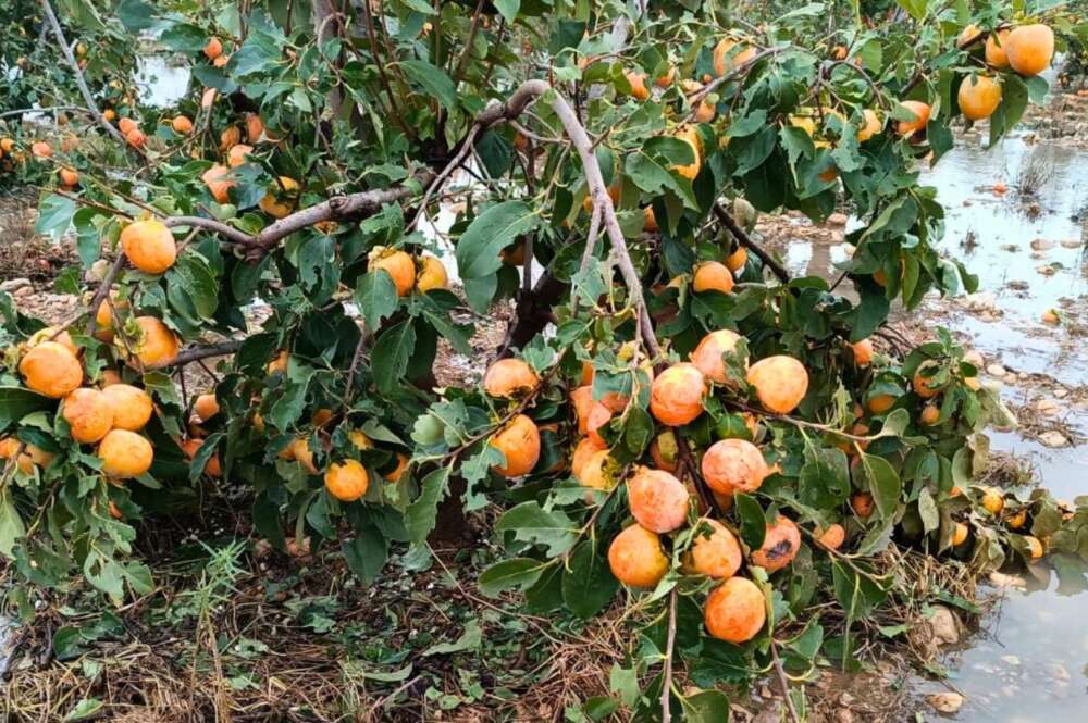 Pérdidas del pedrisco en caquis cultivados en el Marquesat. AVA-ASAJA