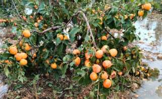 Pérdidas del pedrisco en caquis cultivados en el Marquesat. AVA-ASAJA