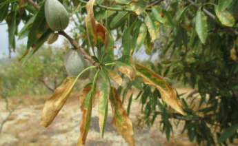 Ajudes per la Xylella Fastidiosa en l'agricultura valenciana