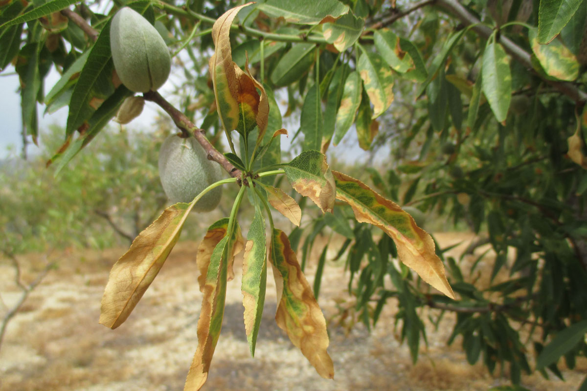 Ajudes per la Xylella Fastidiosa en l'agricultura valenciana