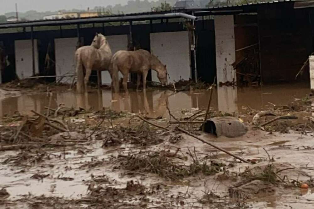 Animales en el entorno afectado por la DANA. Foto: AVA-ASAJA