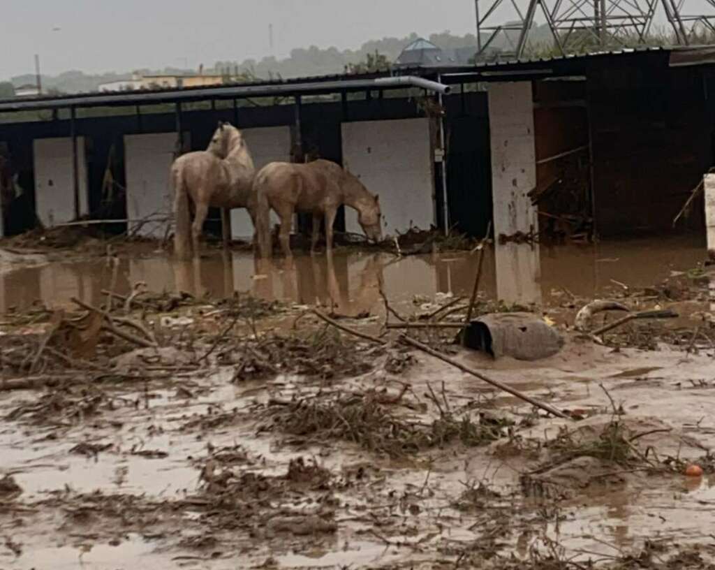 Animales en el entorno afectado por la DANA. Foto: AVA-ASAJA