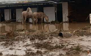 Animales en el entorno afectado por la DANA. Foto: AVA-ASAJA