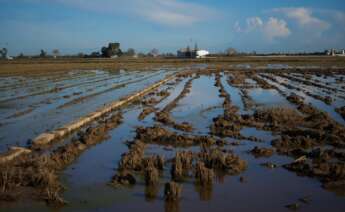 Arrozales tras el paso de la DANA por Valencia. Foto: Jorge Gil / Europa Press