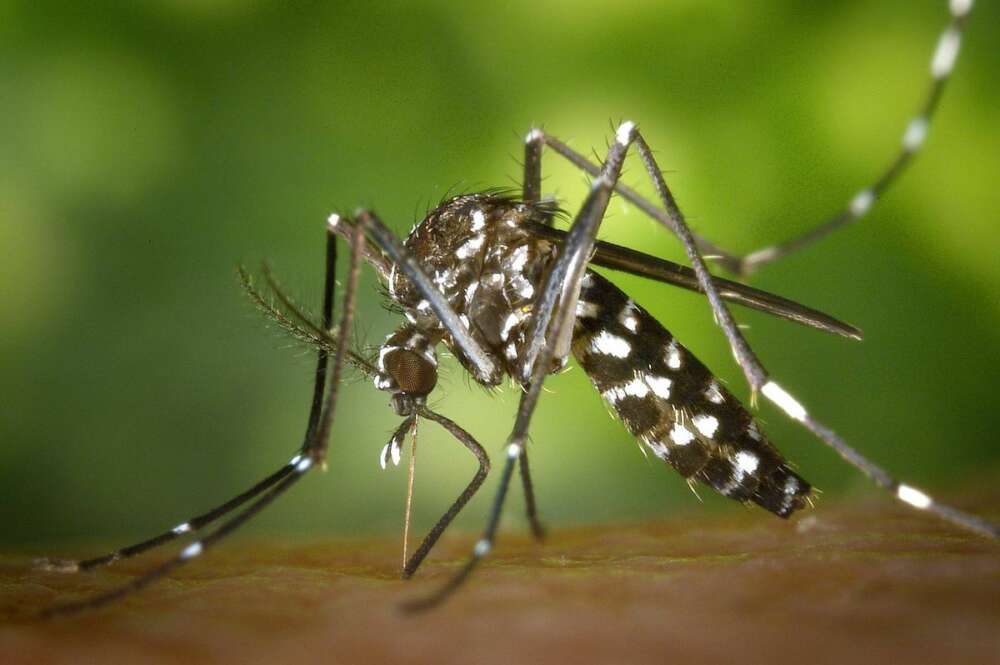 Fumigació de mosquits tigre per la DANA en Valencia