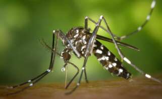 Fumigació de mosquits tigre per la DANA en Valencia