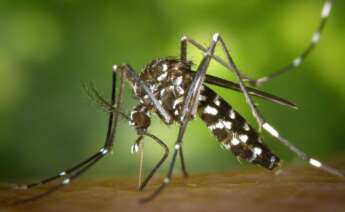 Fumigació de mosquits tigre per la DANA en Valencia