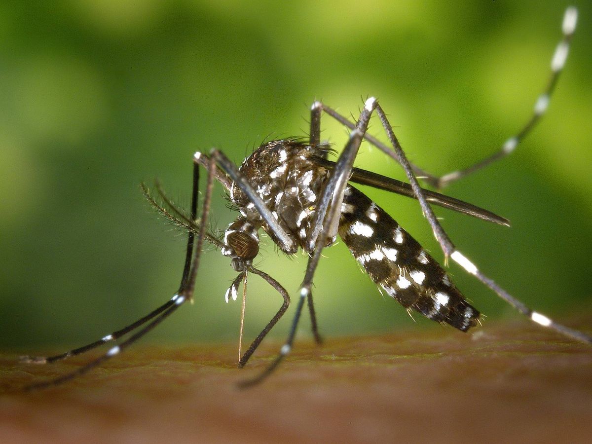 Fumigació de mosquits tigre per la DANA en Valencia