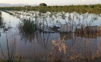 Un campo de agricultura primario abandonado en Valencia