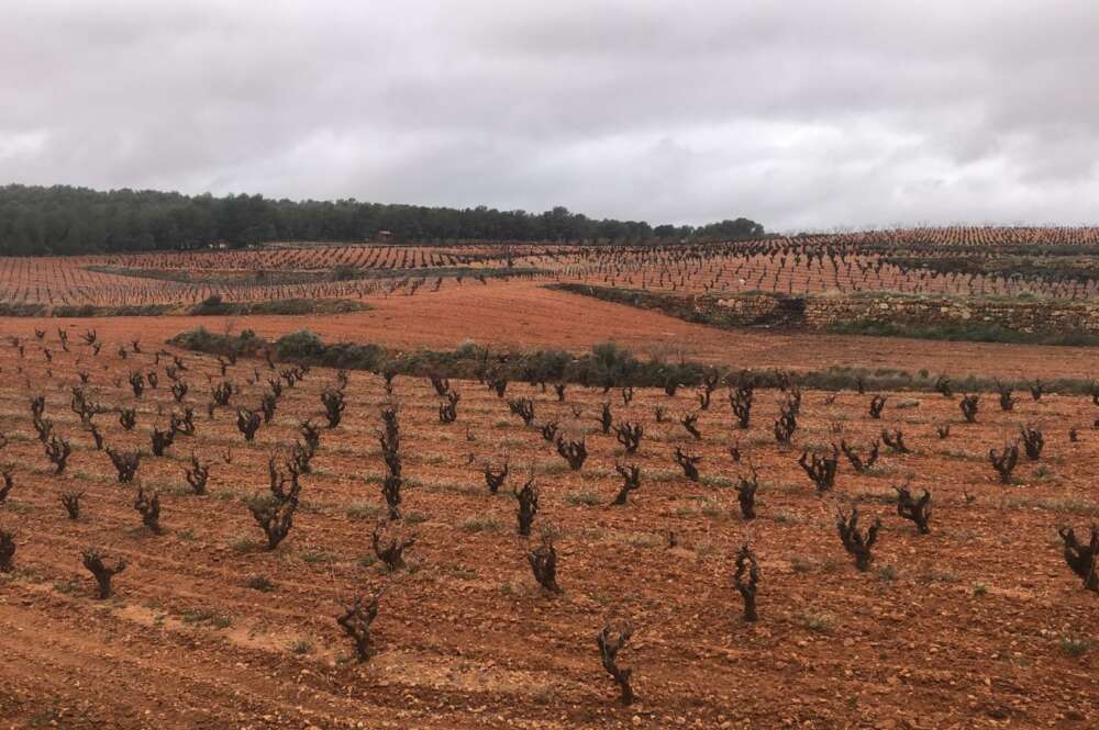 Lluvias en los campos valencianos (Foto: Ava-Asaja)