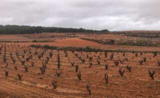 Lluvias en los campos valencianos (Foto: Ava-Asaja)