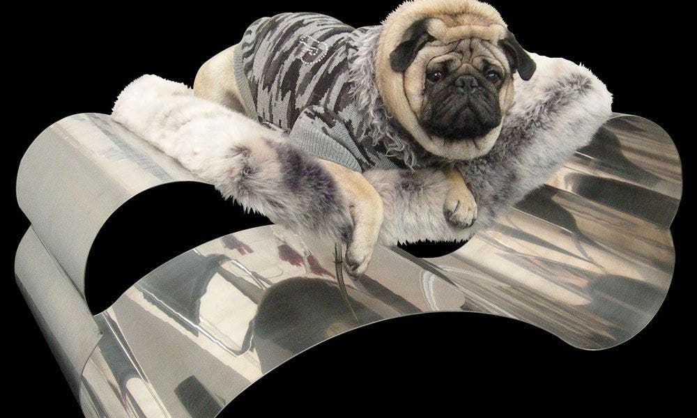 Los accesorios para mascotas más extraños del mundo - Infobae