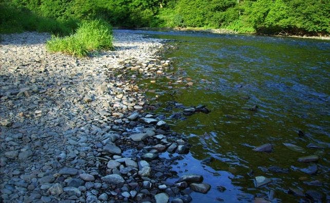 Der Siegstrand Herchens im Juni