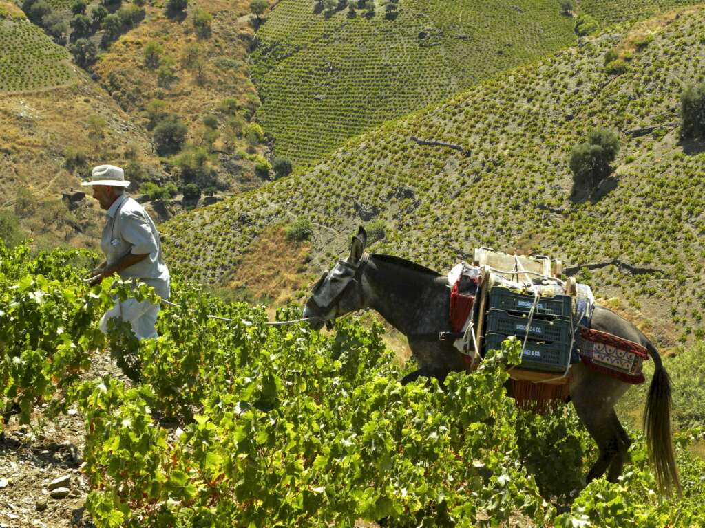 Un vendimiador en una plantación agrícola en Almería. Efe