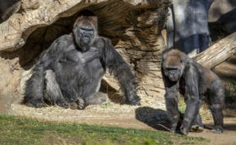 El Parque Zoológico Safari de San Diego, en los Estados Unidos, ha confirmado que varios gorilas (sin especificar cuántos) han dado positivo./ EFE