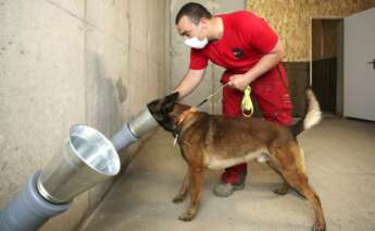 Imagen de archivo de un perro entrenando el olfato para poder detectar el coronavirus. / Getty images