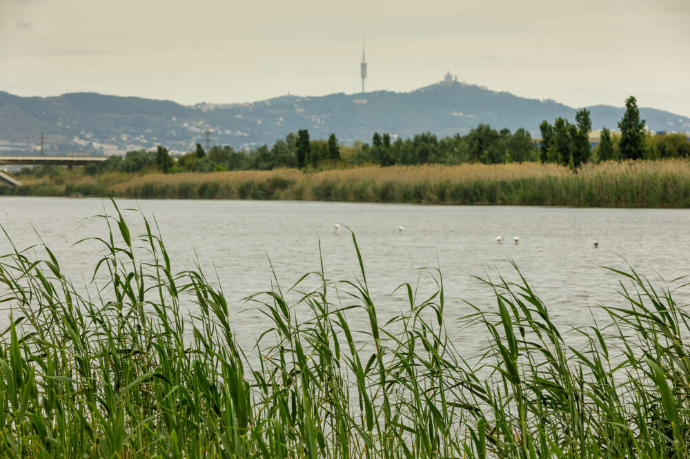 Río Llobregat. Aigües de Barcelona