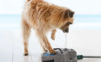 Lidl pone a la venta una fuente de agua para perros, ideal para el verano, por tan solo 9,99 euros