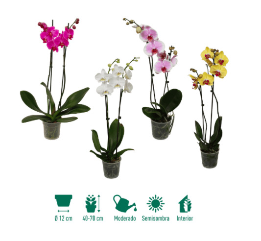 Aldi tiene a la venta una de las plantas con flor favoritas de los amantes  de la jardinería: la orquídea