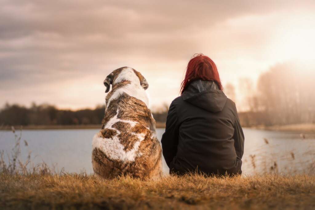 Midoog, la aplicación para mascotas.