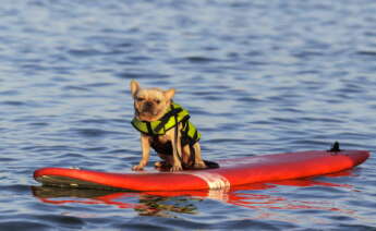 Un perro se sube a una tabla de surf. EFE/ Alex Plavevski