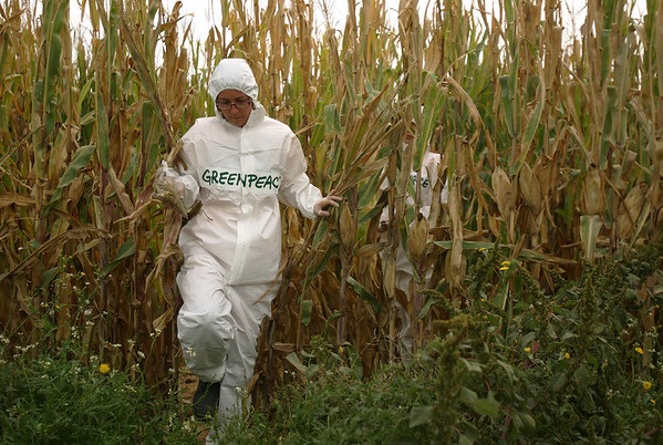 Activista de Greenpeace en una zona agrícola | Foto de Greenpeace