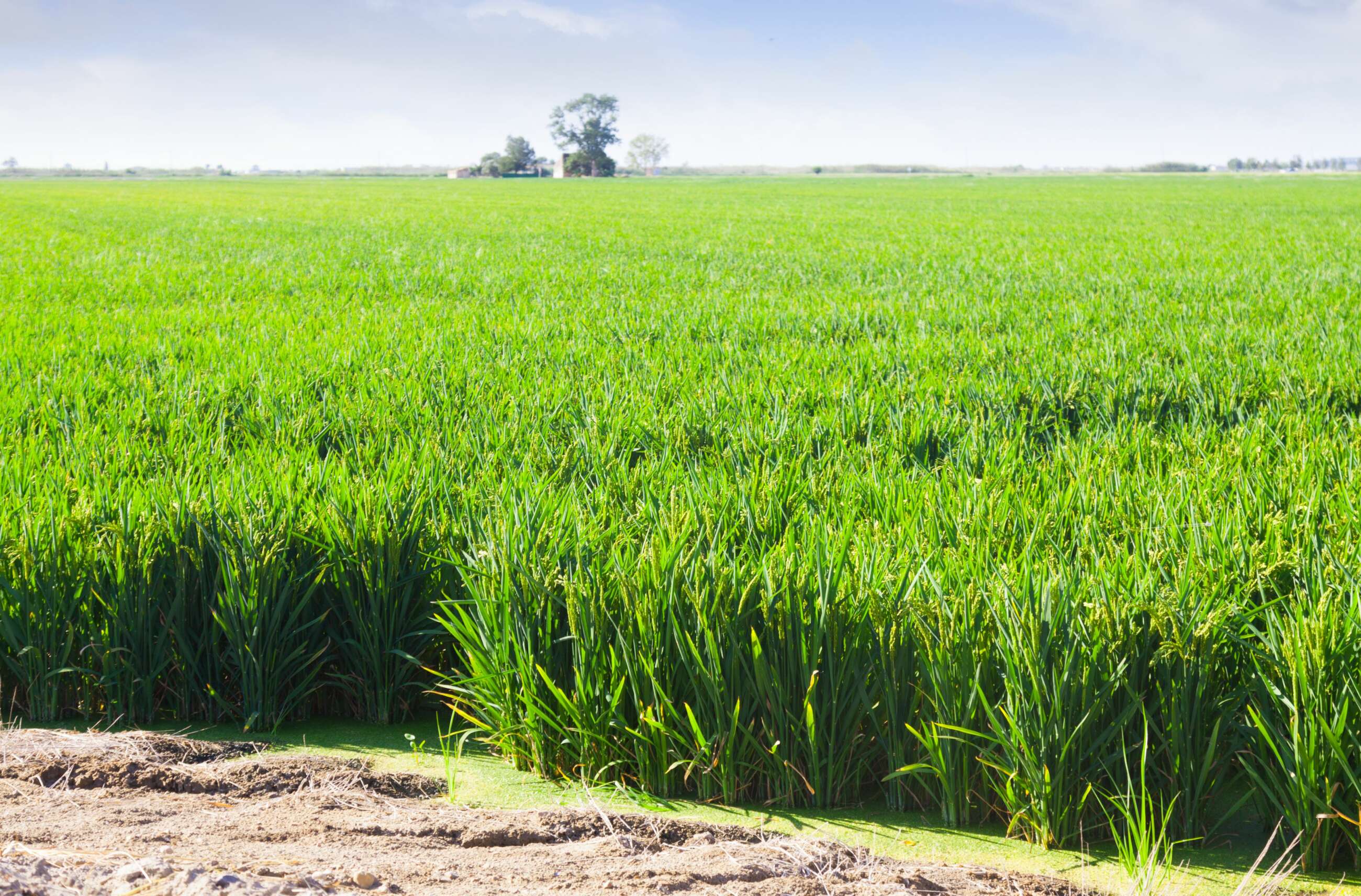 Un campo de arroz. Foto: Freepik.