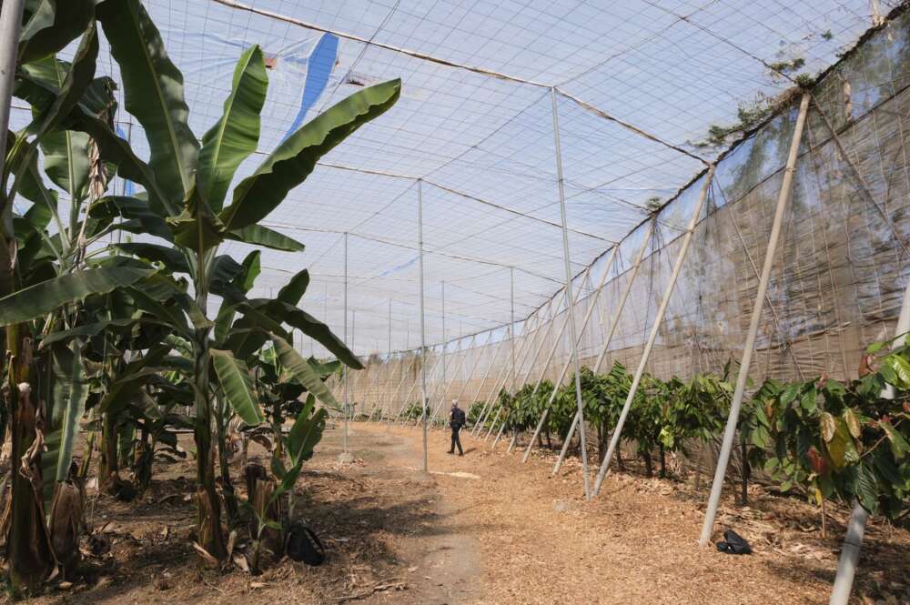 cultivo de cafe en canarias