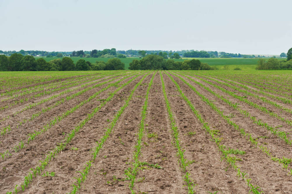 Campos de cultivo