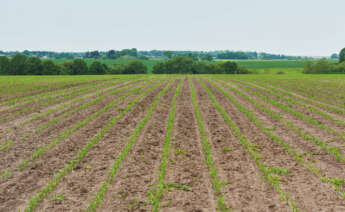 Campos de cultivo