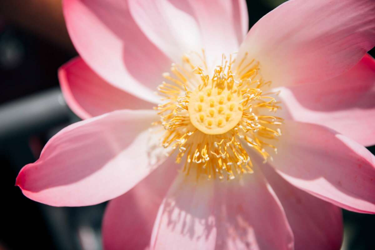 energía renovable con flor de loto