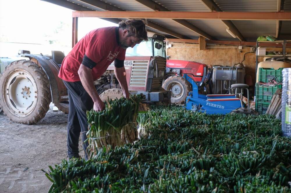 Un agricultor en una plantación en Tarragona. Foto: Fabián Acidres / Europa Press