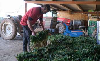 Un agricultor en una plantación en Tarragona. Foto: Fabián Acidres / Europa Press