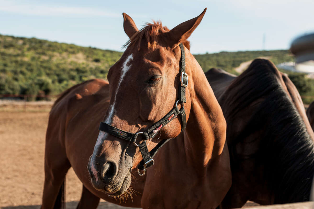 animales gastos veterinarios