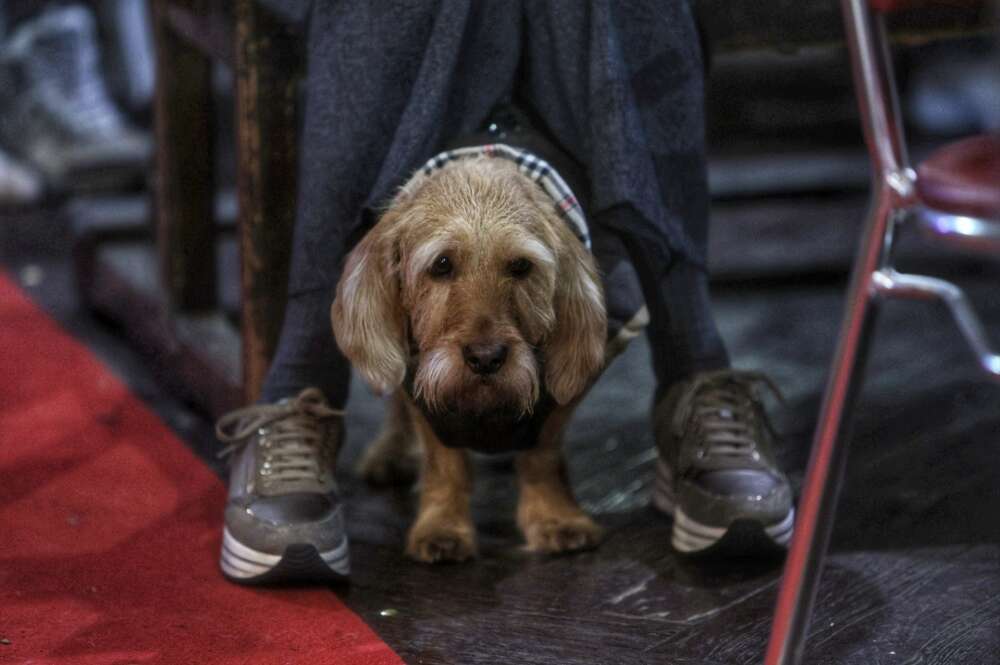 mascotas / un perro