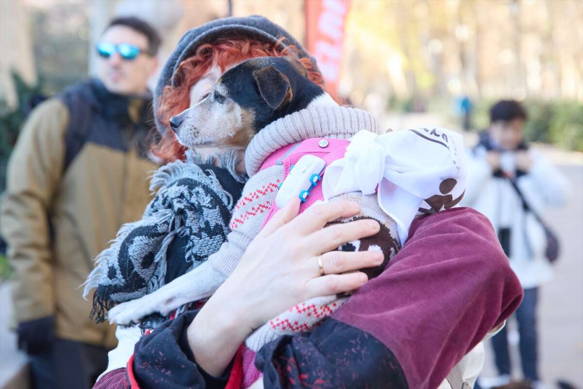 mascota / un perro sujetado por dueña