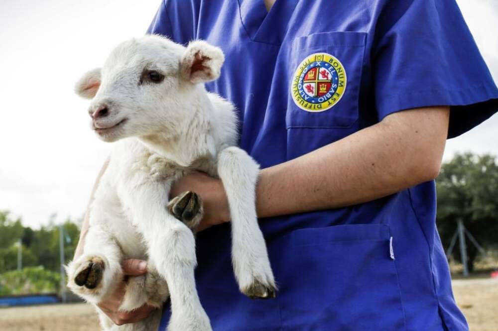 Formación en Veterinaria