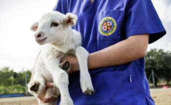 Formación en Veterinaria