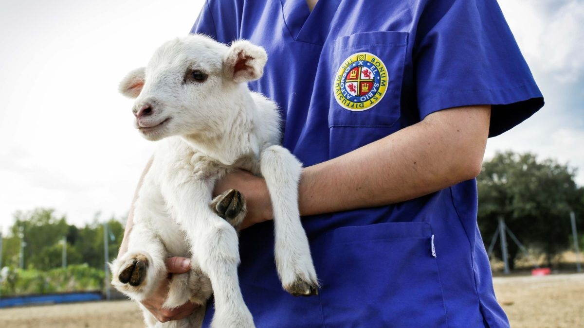 Formación en Veterinaria