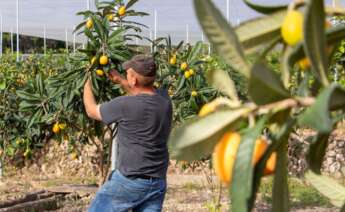 Las exportaciones de las cooperativas agroalimentarias valencianas llegan a más de 60 países. Foto: Cooperatives Agro-alimentàries de la Comunitat Valenciana