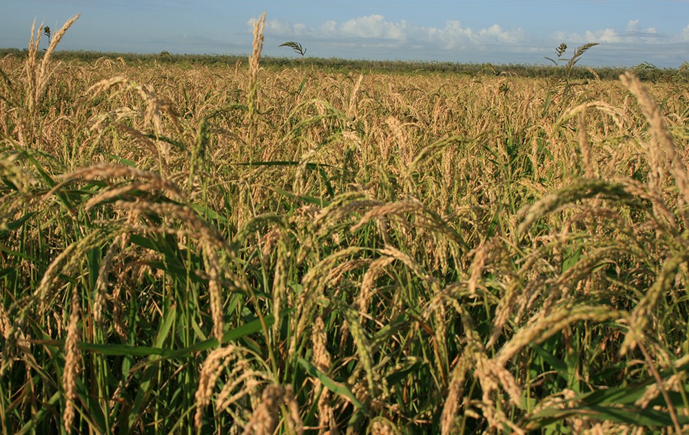 Arrozal de La Albufera afectado por la enfermedad de la pyricularia