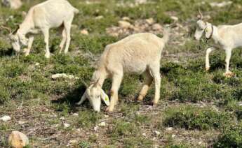 Les cabres son una solució per a previndre els incendis forestals