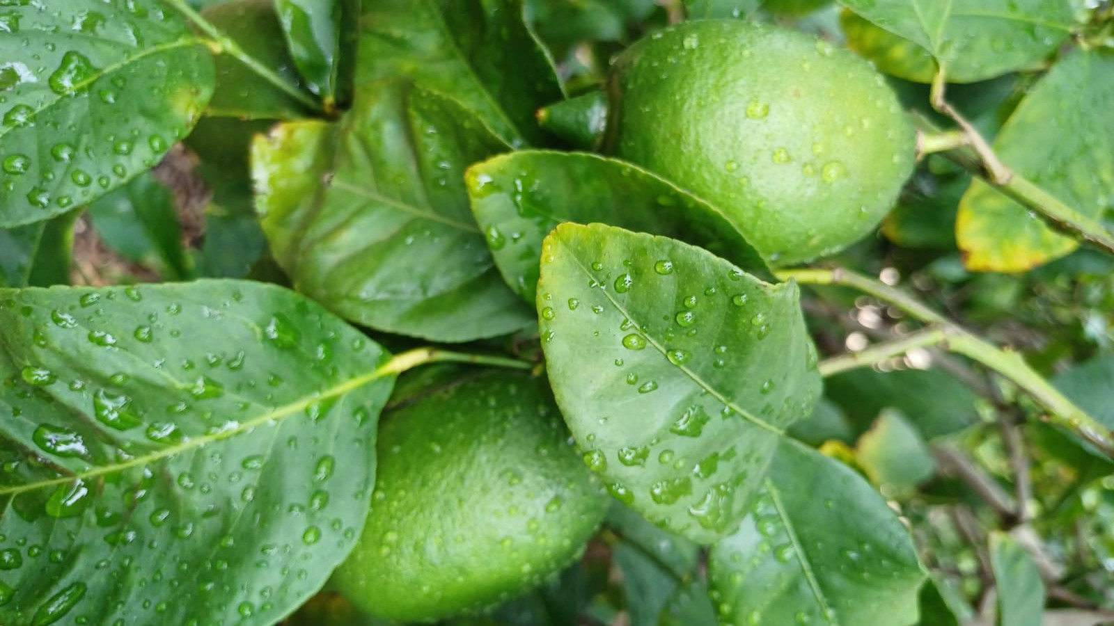 Limones de Orihuela fotografiados por Asaja Alicante