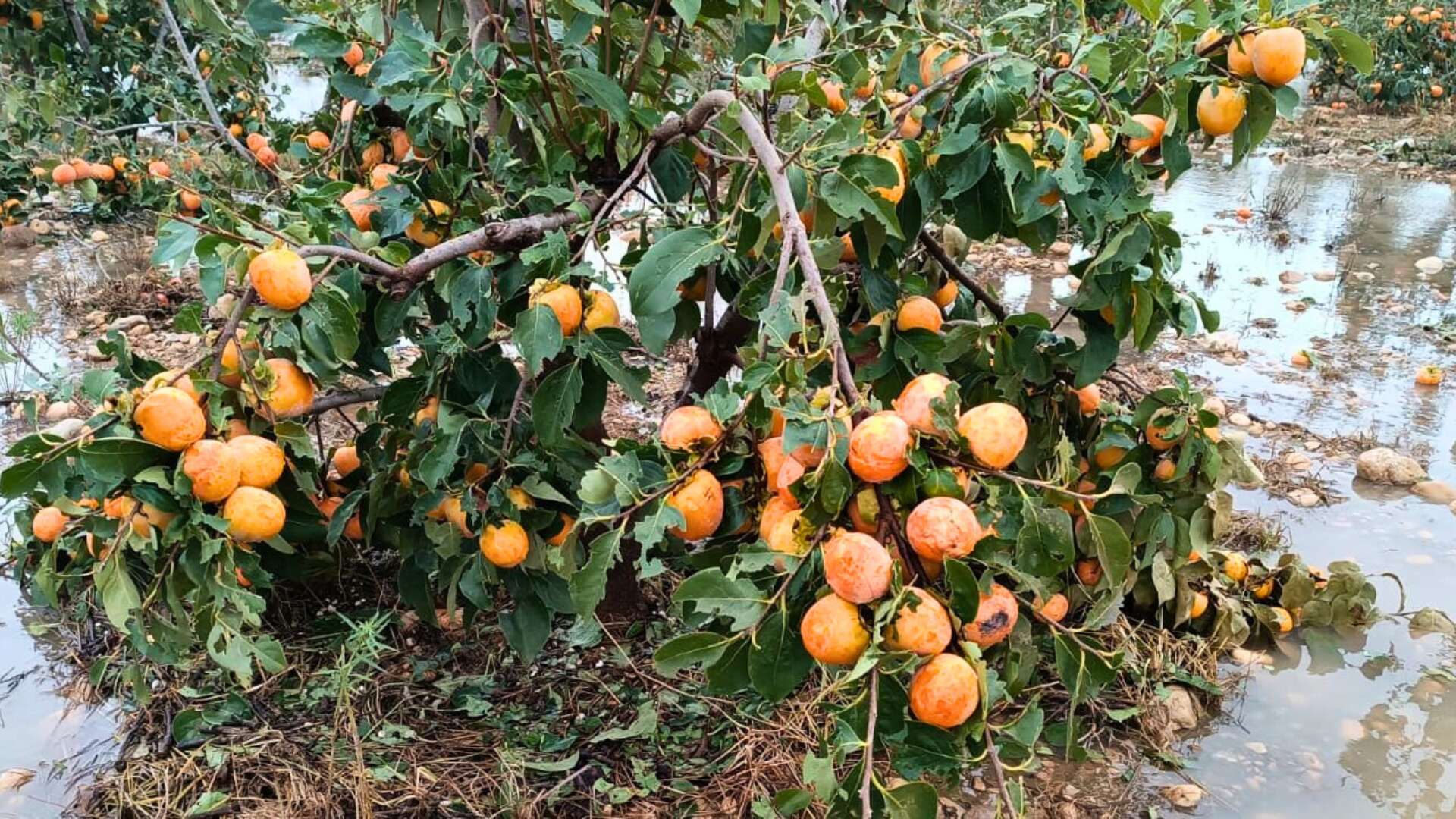 Pérdidas del pedrisco en caquis cultivados en el Marquesat. AVA-ASAJA