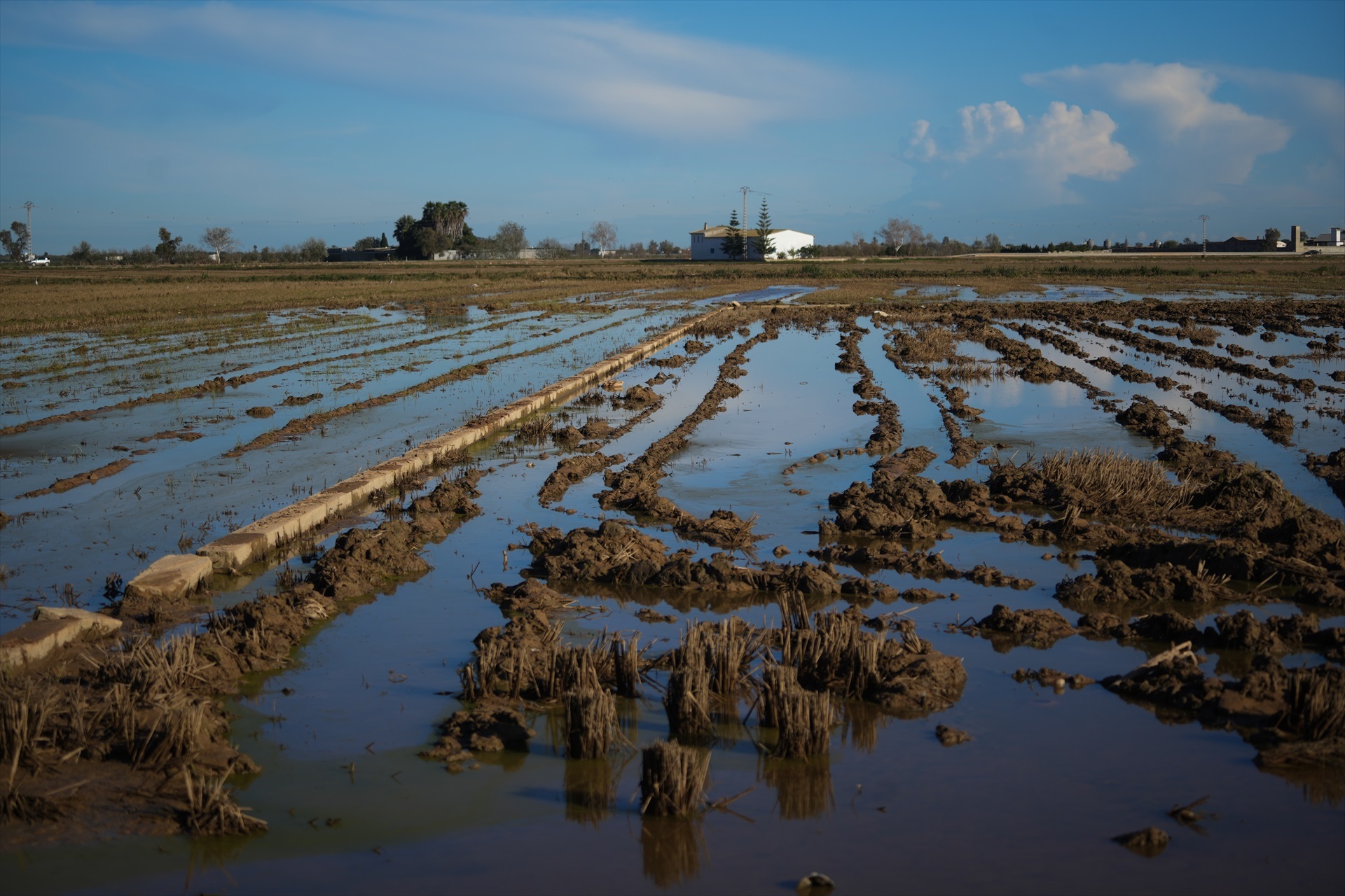 Arrozales tras el paso de la DANA por Valencia. Foto: Jorge Gil / Europa Press