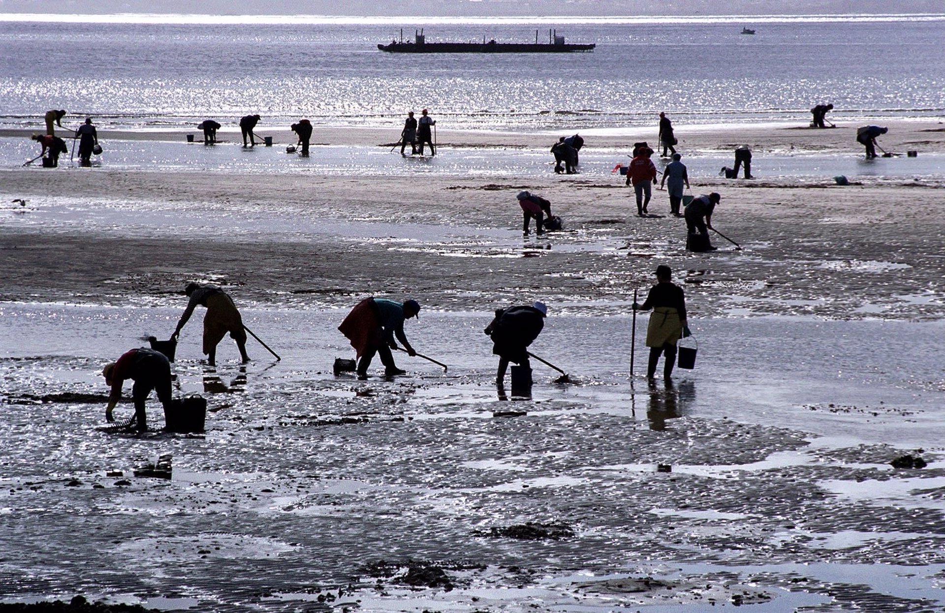 Mariscadoras trabajando. Foto: Xunta de Galicia