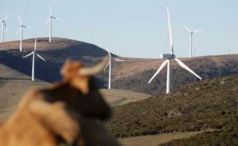 Una vaca reposa tumbada frente a aerogeneradores en el Parque eólico de Montouto, de la Serra do Xistral, en la comarca de Terra Cha, a 22 de febrero de 2022, en Abadín, en Lugo, Galicia. - Carlos Castro -