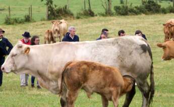 El presidente de la Xunta de Galicia, Alfonso Rueda, visita la explotación de carne vacuna Facenda Currodeguas e Saragás, este viernes en Abadín (Lugo). EFE/ Oscar Corral